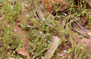 Lindernia crustacea