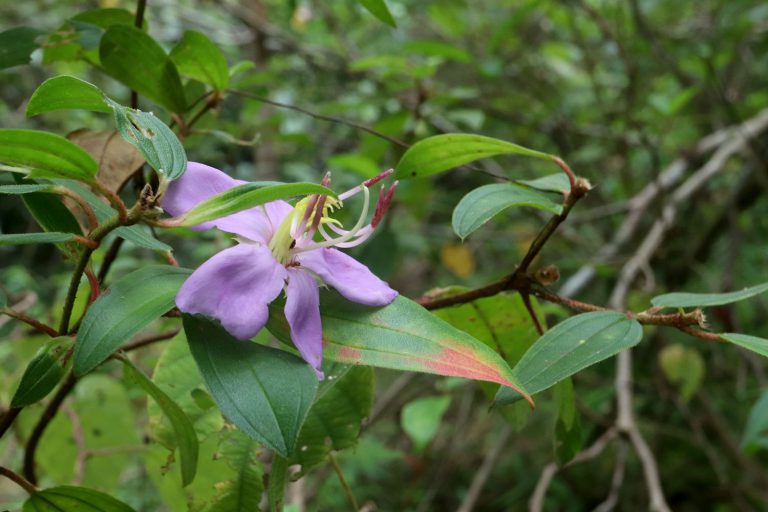 Melastoma malabathricum