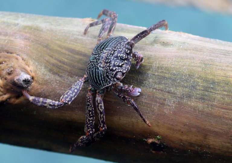 Pachygrapsus cf. crassipes