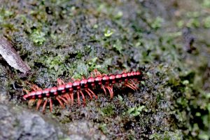 Red centipede