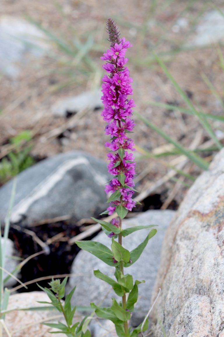 Lythrum salicaria