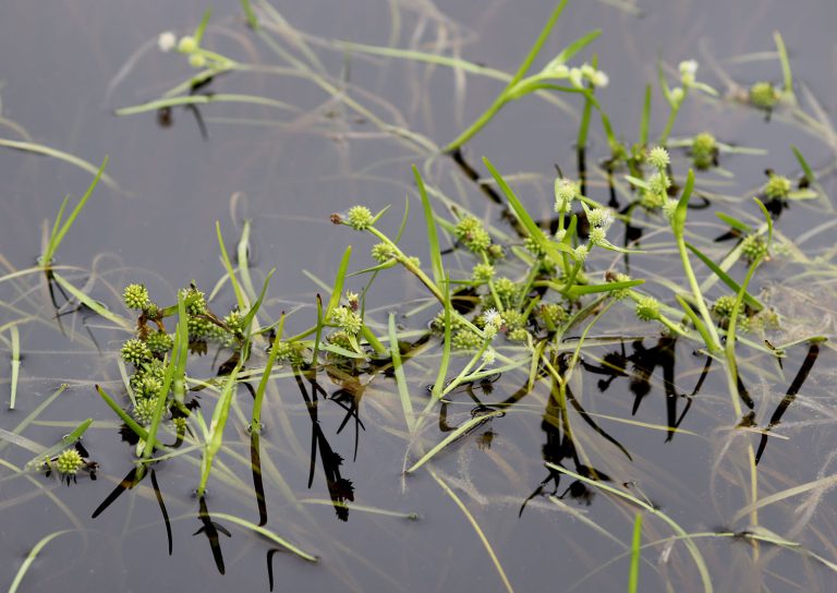 Sparganium hyperboreum