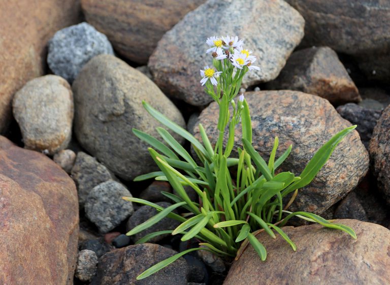 Tripolium pannonicum