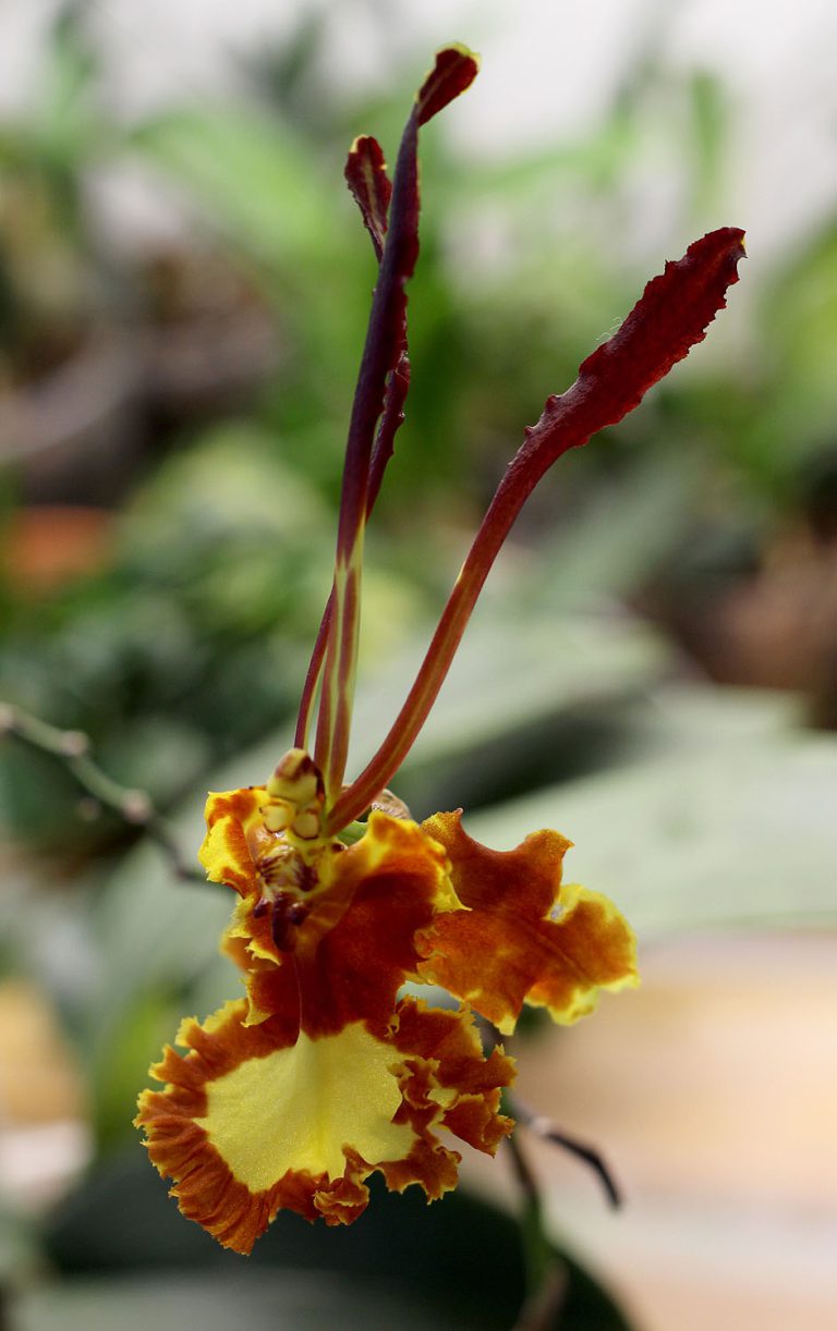 Psychopsis Mariposa