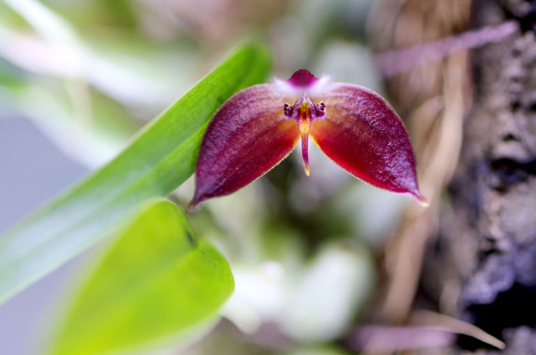 Bulbophyllum nasica