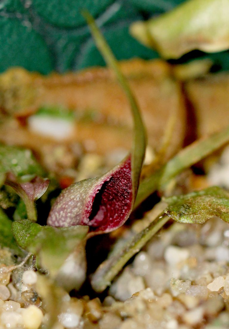 Cryptocoryne pygmaea