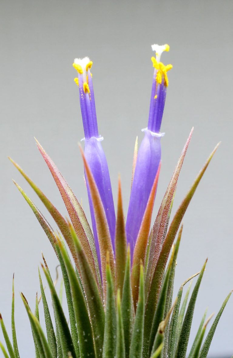 Tillandsia ionantha