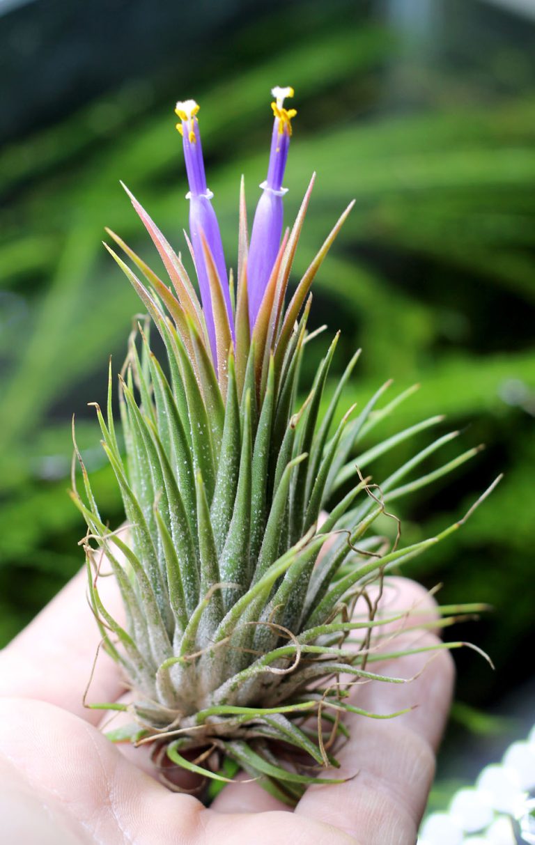 Tillandsia ionantha