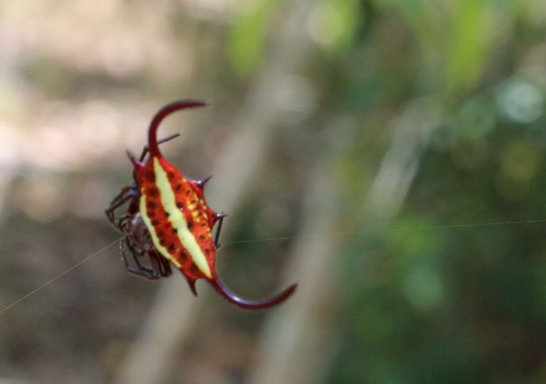 Gasteracantha falcicornis