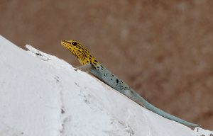 Lygodactylus luteopicturatus