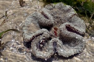 Stichodactyla haddoni