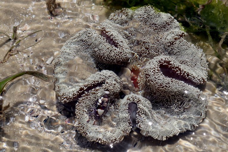 Stichodactyla haddoni