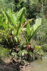 Typhonodorum lindleyanum