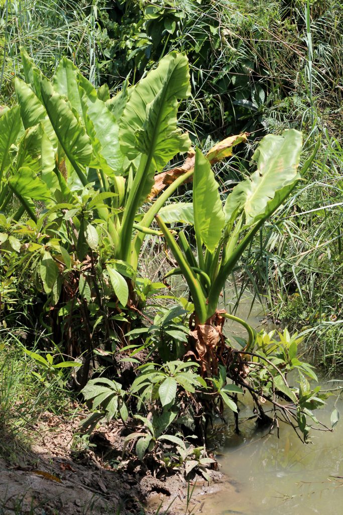 Typhonodorum lindleyanum