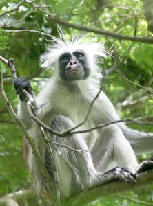 Piliocolobus kirkii