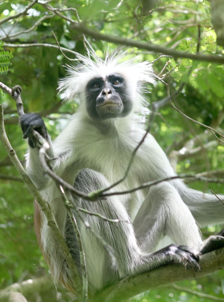 Piliocolobus kirkii