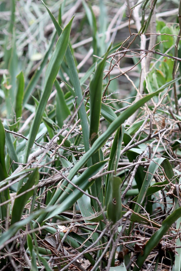 Sansevieria kirkii