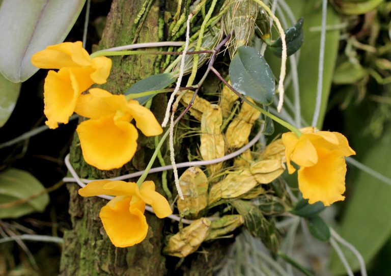 Dendrobium jenkinsii