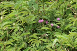 Mimosa pudica