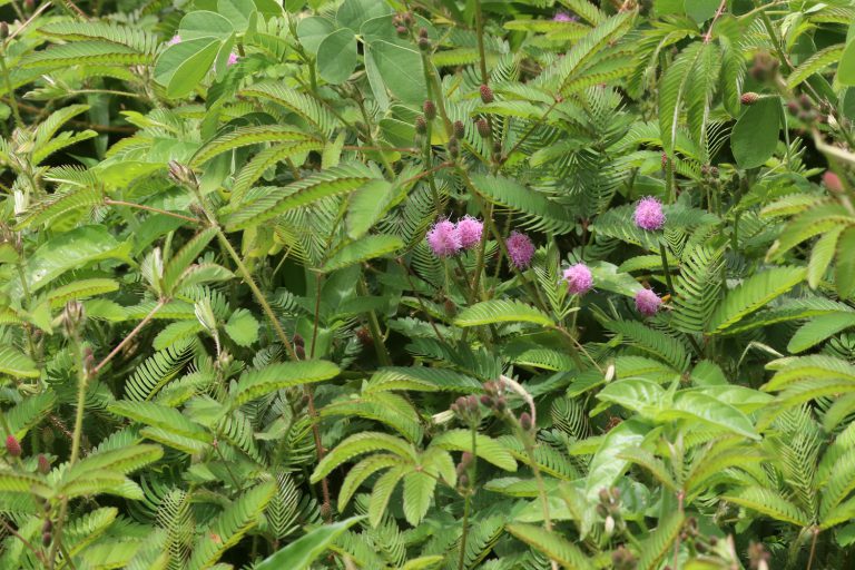 Mimosa pudica