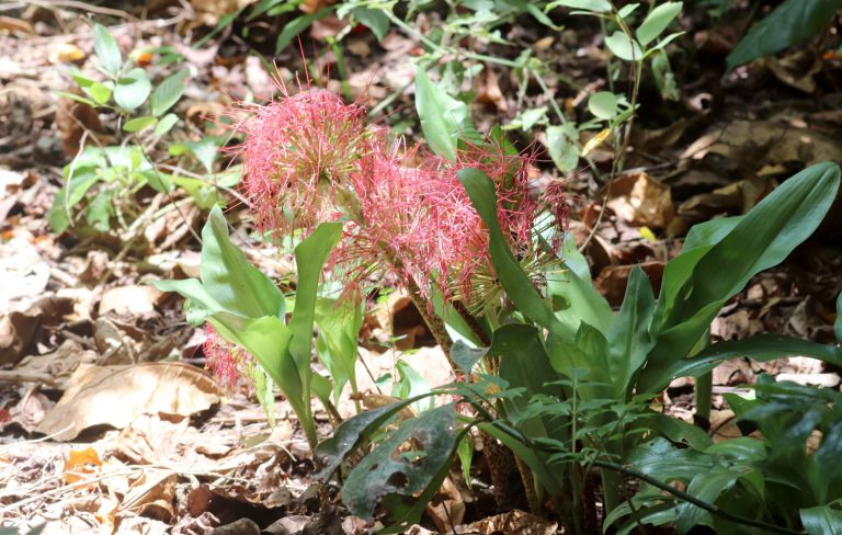 Scadoxus multiflorus