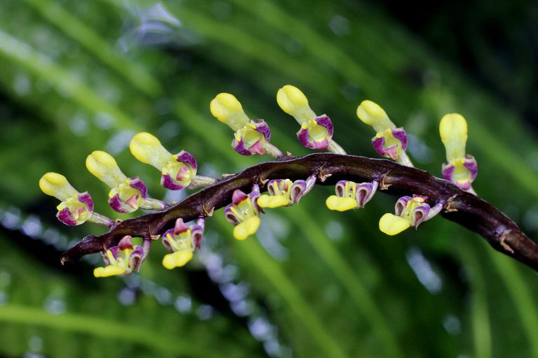 Bulbophyllum falcatum