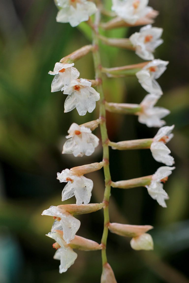Pholidota yunnanensis