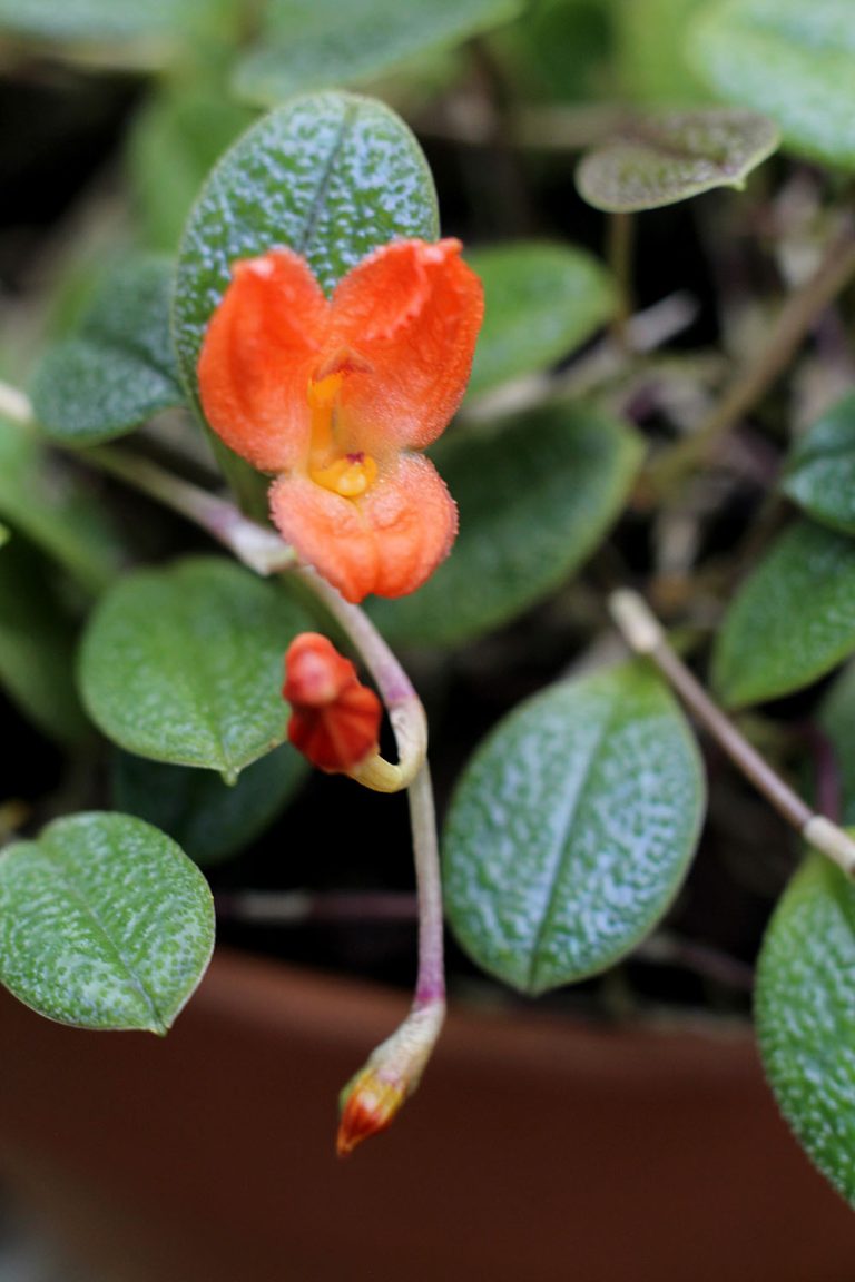 Porroglossum eduardi