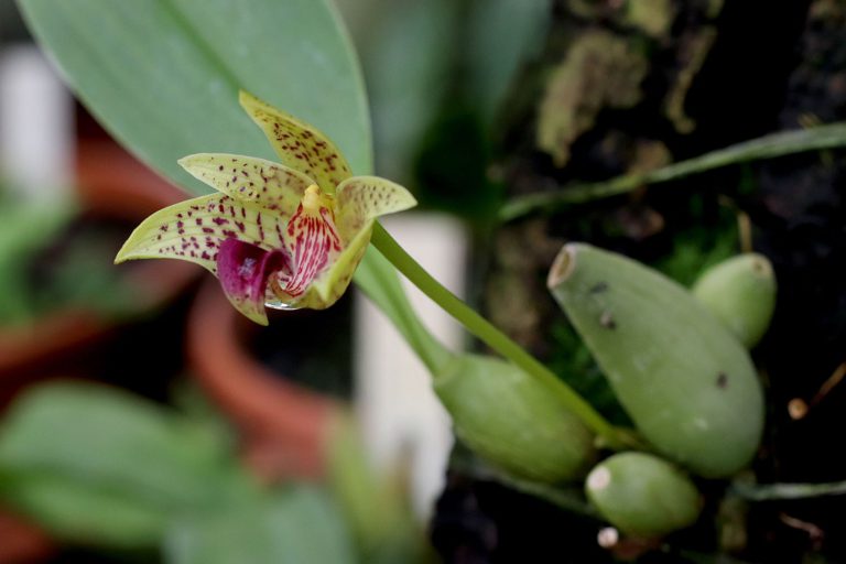 Bulbophyllum coweniorum