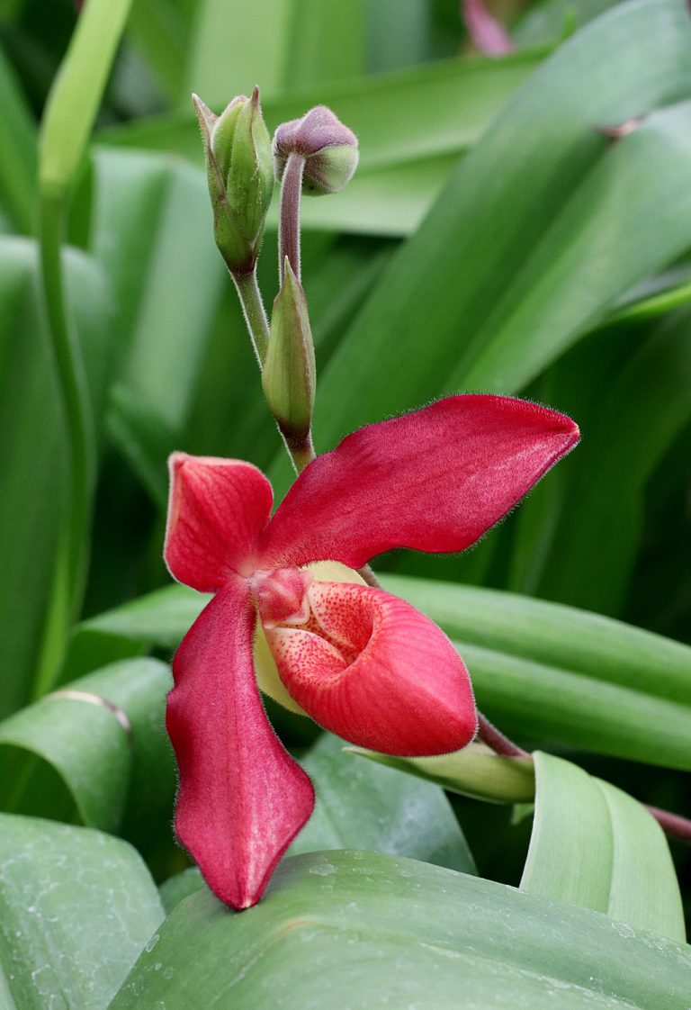 Phragmipedium Memoria Dick Clements