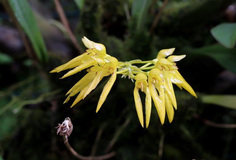 Bulbophyllum forrestii