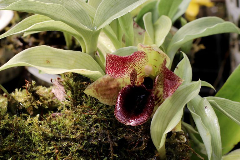 Promenaea stapelioides