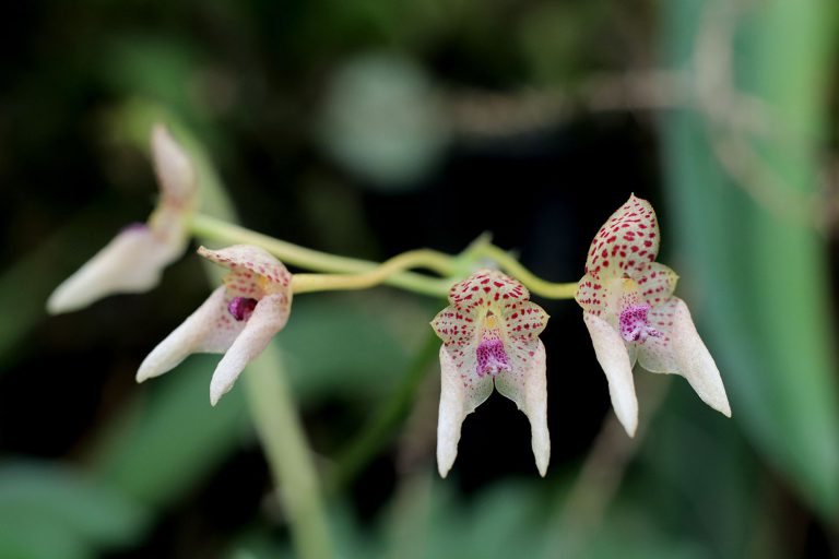 Bulbophyllum umbellatum