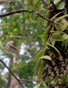 Hoya verticillata
