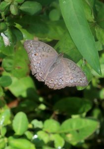 Junonia atlites