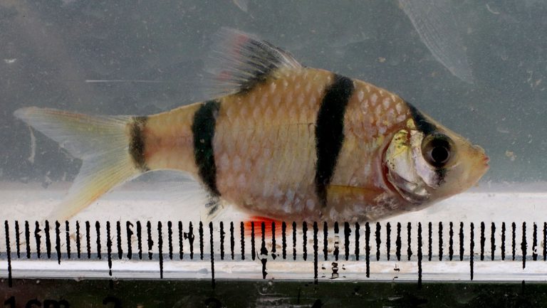 Puntigrus anchisporus