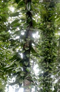 Rhaphidophora maingayi