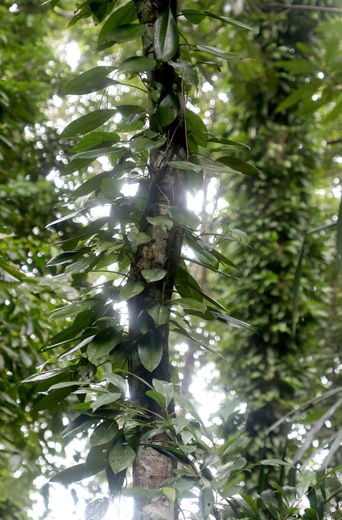Rhaphidophora maingayi