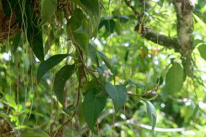 Anthurium scandens