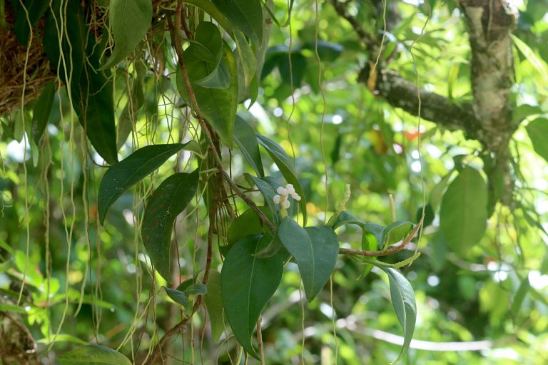Anthurium scandens
