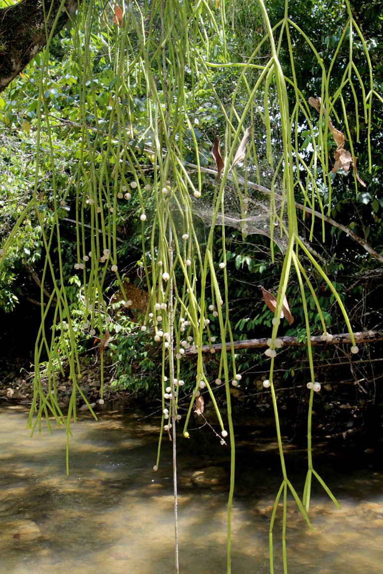 Rhipsalis baccifera