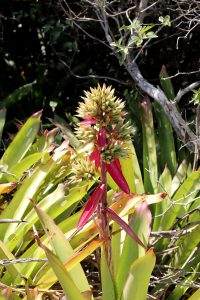 Aechmea quilega