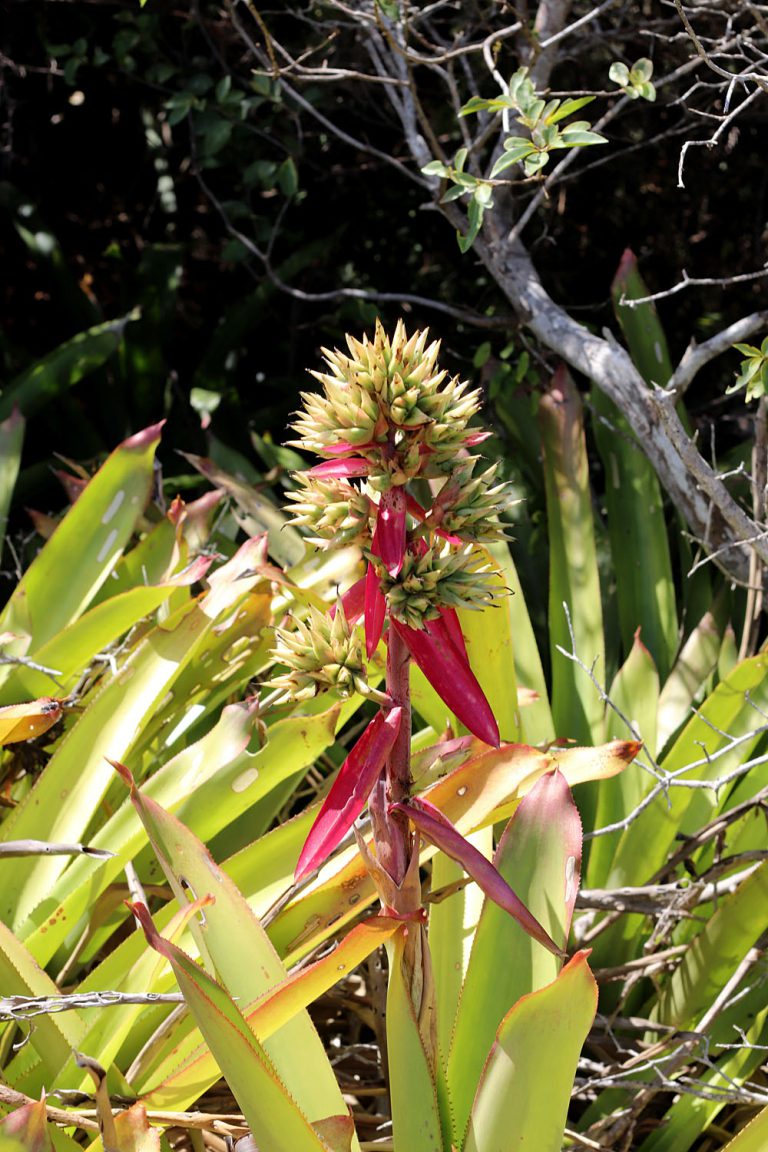 Aechmea quilega