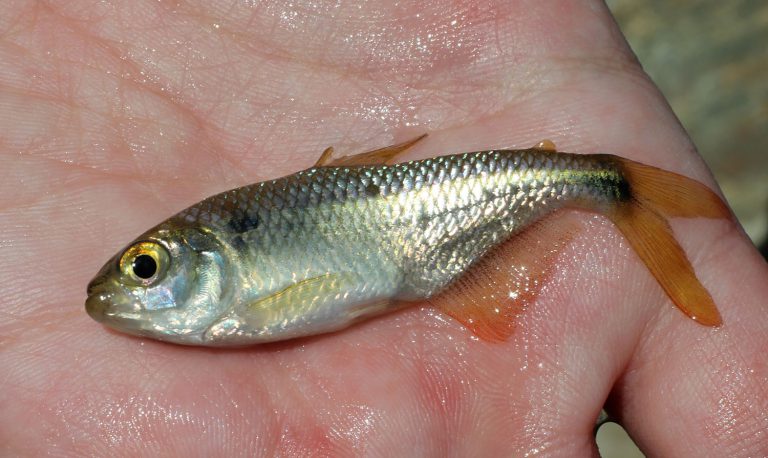 Astyanax bimaculatus