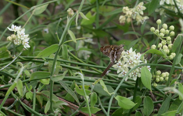 Blepharodon sp