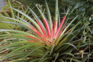 Bromelia pinguin