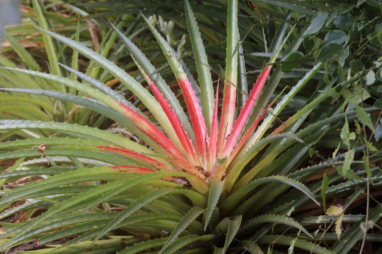 Bromelia pinguin