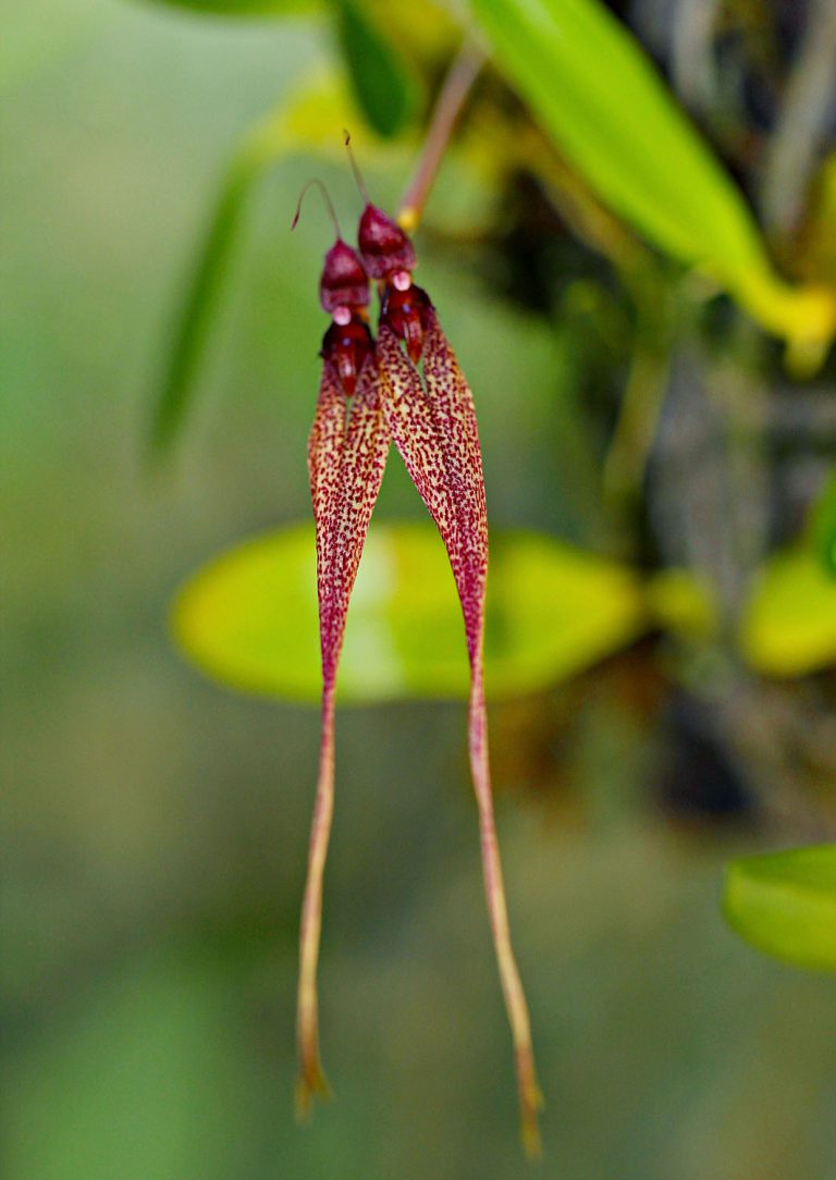 Bulbophyllum biflorum
