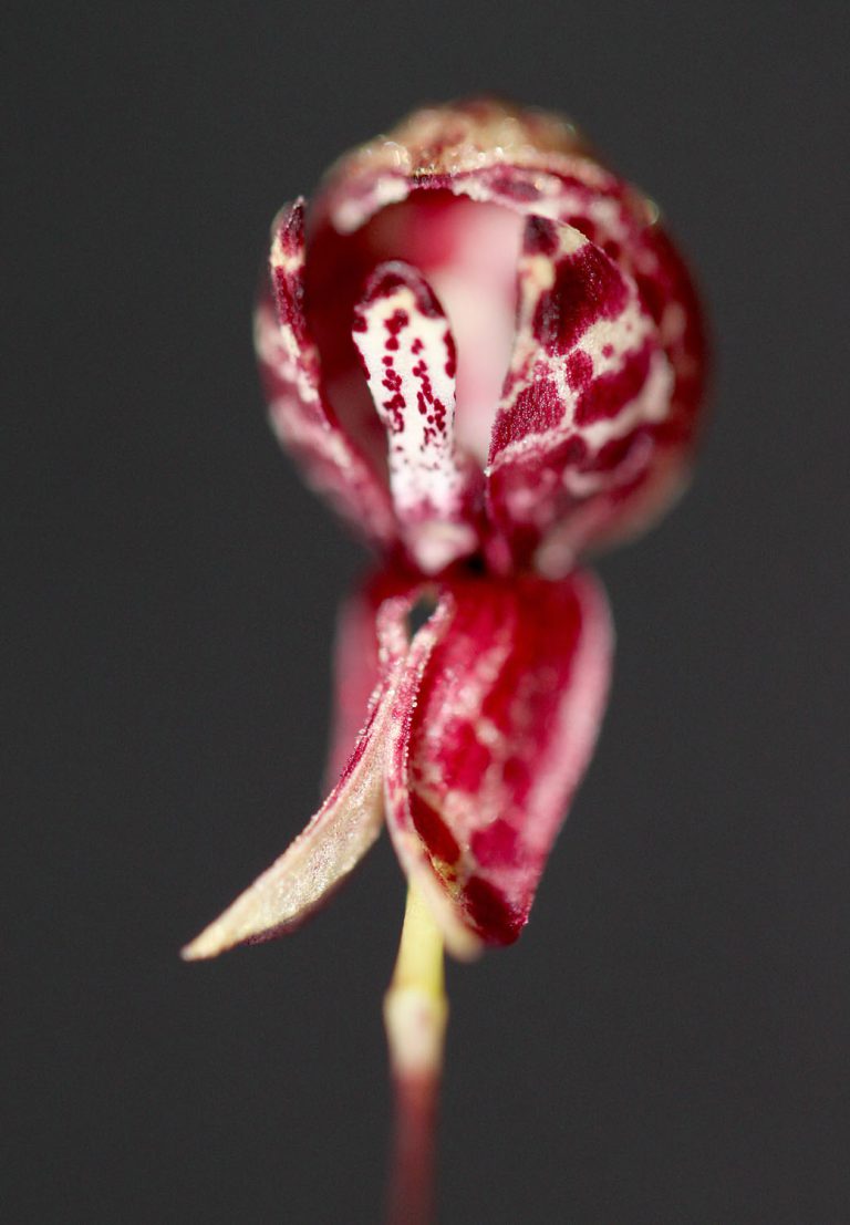 Bulbophyllum maquilingense
