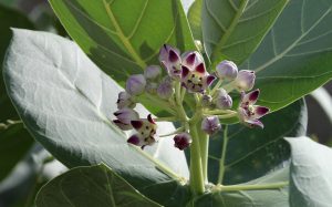 Calotropis procera
